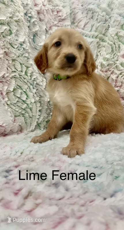 Lime Green – Golden Retriever puppy for sale in Kirbyville, TX