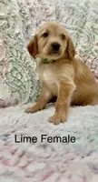 Lime Green, a female Golden Retriever for sale in Kirbyville, TX – 1 of 5