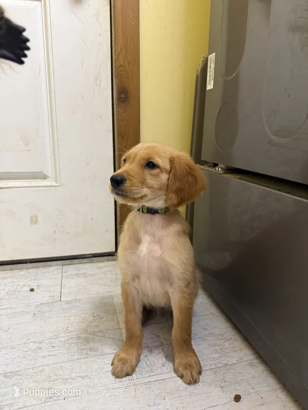 Lime Green – Golden Retriever puppy for sale in Kirbyville, TX