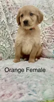 Orange Female , a female Golden Retriever for sale in Kirbyville, TX – 3 of 4
