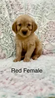Red Female, a female Golden Retriever for sale in Kirbyville, TX – 2 of 5
