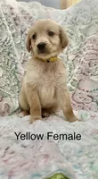 Yellow Female , a female Golden Retriever for sale in Kirbyville, TX – 2 of 5