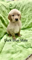 Dark green Male , a male Golden Retriever for sale in Kirbyville, TX – 4 of 4