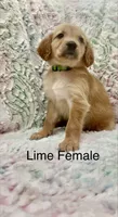 Lime Green, a female Golden Retriever for sale in Kirbyville, TX – 3 of 5