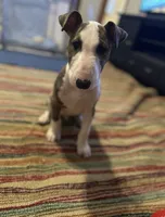 Kimi, a male Bull Terrier for sale in Knoxville, TN – 2 of 4
