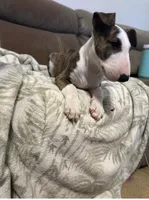 Kimi, a male Bull Terrier for sale in Knoxville, TN – 4 of 4
