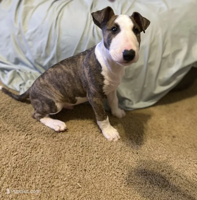 Kimi – Bull Terrier puppy for sale in Knoxville, TN
