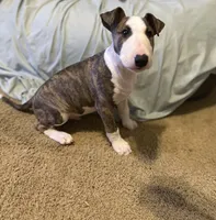 Kimi, a male Bull Terrier for sale in Knoxville, TN – 1 of 4
