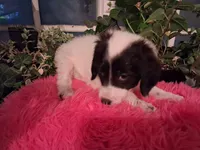 Houdini, a female Poodle - Multi-Colored Standard and Golden Mountain Doodle for sale in Jonesboro, AR – 3 of 3