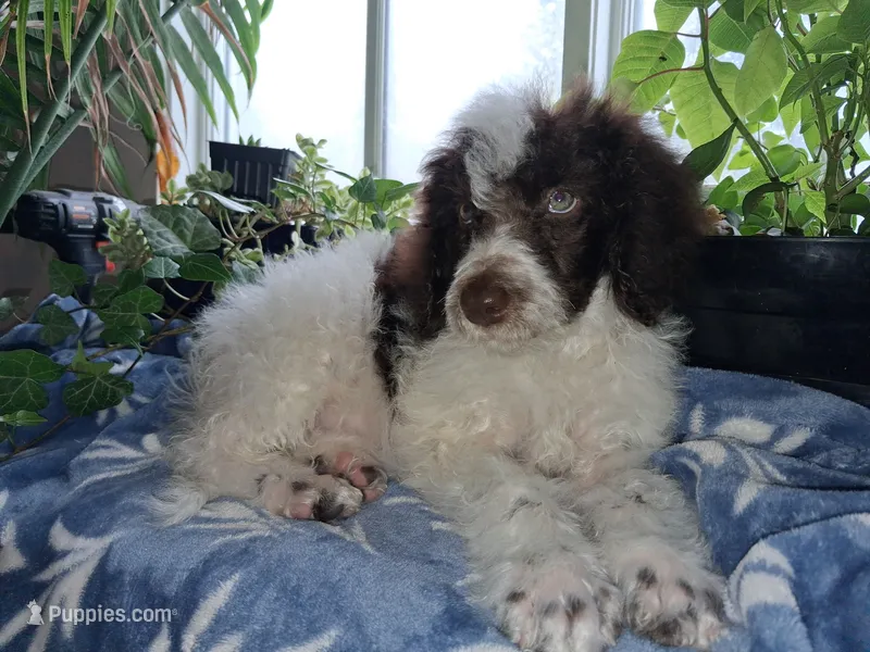 Mystery  – Golden Mountain Doodle puppy for sale in Jonesboro, AR