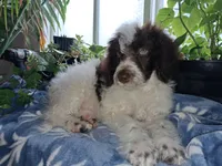 Mystery , a male Golden Mountain Doodle for sale in Jonesboro, AR – 1 of 3