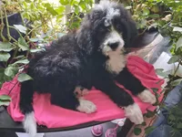 Bootsy Girl, a female Poodle - Multi-Colored Standard and Golden Mountain Doodle for sale in Jonesboro, AR – 2 of 2