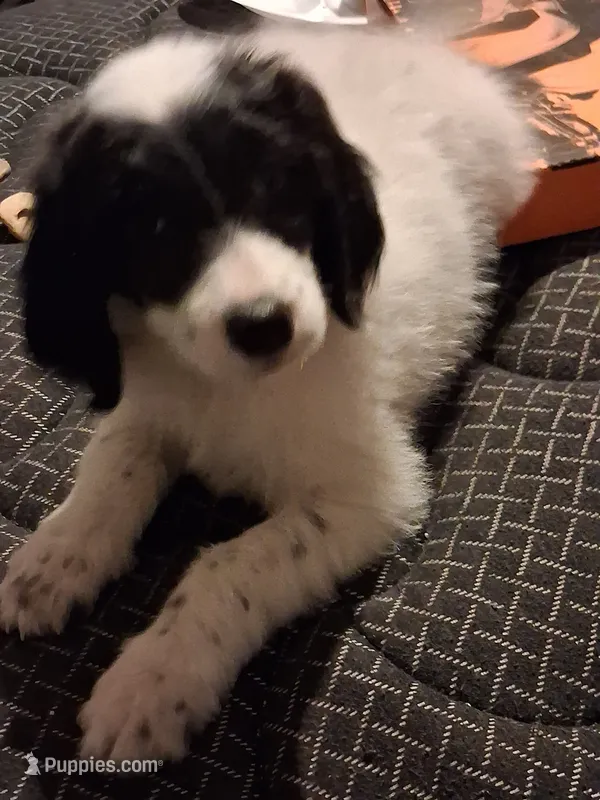 Houdini – Poodle - Multi-Colored Standard, Golden Mountain Doodle puppy for sale in Jonesboro, AR