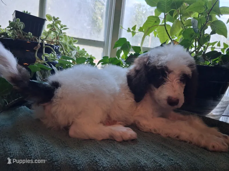 Zorro – Poodle - Multi-Colored Standard, Golden Mountain Doodle puppy for sale in Jonesboro, AR
