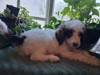 Zorro, a male Poodle - Multi-Colored Standard and Golden Mountain Doodle for sale in Jonesboro, AR – 1 of 2