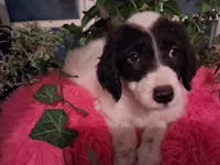 Houdini, a female Poodle - Multi-Colored Standard and Golden Mountain Doodle for sale in Jonesboro, AR – 2 of 3