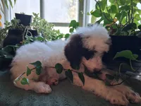 Zorro, a male Poodle - Multi-Colored Standard and Golden Mountain Doodle for sale in Jonesboro, AR – 2 of 2