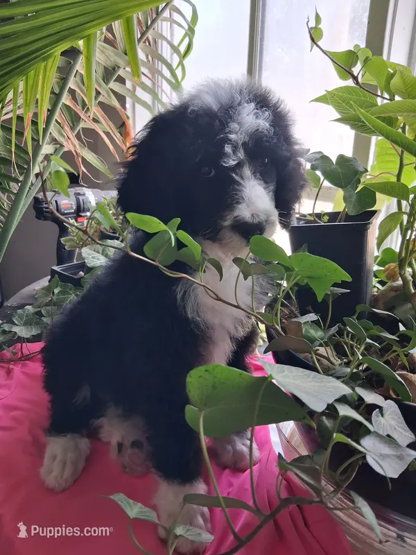 Bootsy Girl – Poodle - Multi-Colored Standard, Golden Mountain Doodle puppy for sale in Jonesboro, AR