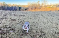 Lotto, a male American Bully for sale in Mcdonough, GA – 3 of 3