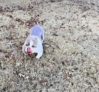 Lotto, a male American Bully for sale in Mcdonough, GA – Photo 2 of 3
