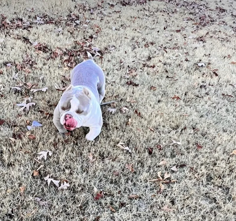 Lotto – American Bully puppy for sale in Mcdonough, GA