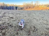 Lotto, a male American Bully for sale in Mcdonough, GA – Photo 3 of 3