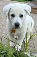Yellow Boy, a male German Shepherd Dog for sale in Winfield, MO – 2 of 2