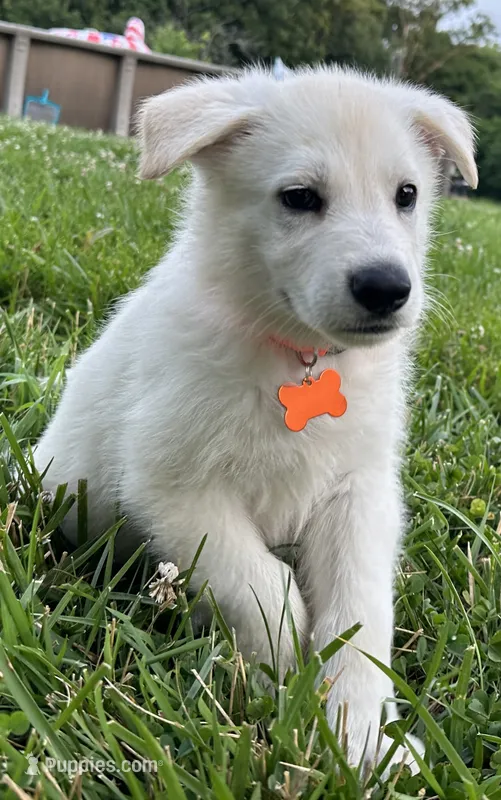 Orange Boy – German Shepherd Dog puppy for sale in Winfield, MO
