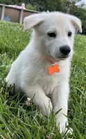 Orange Boy, a male German Shepherd Dog for sale in Winfield, MO – 1 of 1