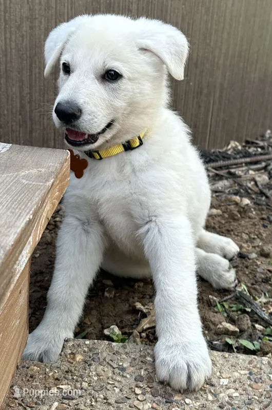 Yellow Boy – German Shepherd Dog puppy for sale in Winfield, MO