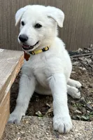 Yellow Boy, a male German Shepherd Dog for sale in Winfield, MO – 1 of 2