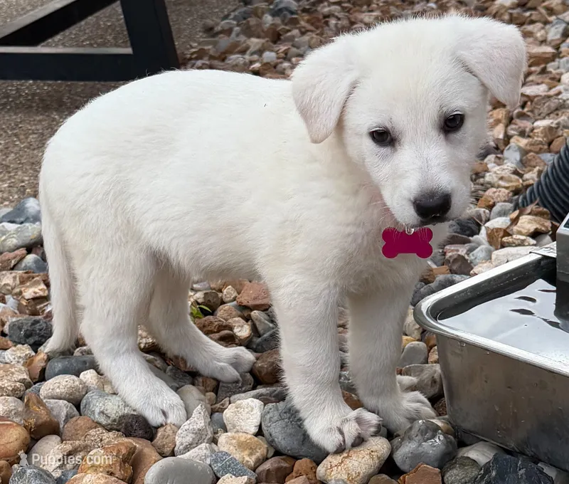 Pink Girl – German Shepherd Dog puppy for sale in Winfield, MO