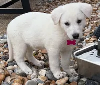 Pink Girl, a female German Shepherd Dog for sale in Winfield, MO – 1 of 2