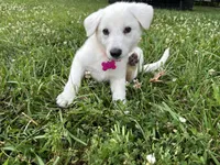 Pink Girl, a female German Shepherd Dog for sale in Winfield, MO – 2 of 2