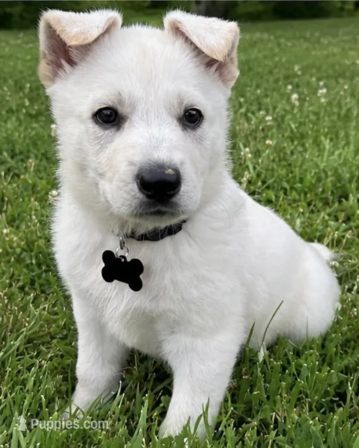 Black Girl – German Shepherd Dog puppy for sale in Winfield, MO