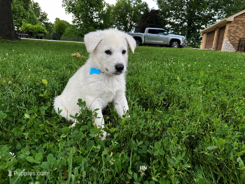 Blue Boy – German Shepherd Dog puppy for sale in Winfield, MO