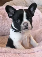 Mr Beast, a male Boston Terrier and French Bulldog for sale in Greenville, TX – 1 of 7