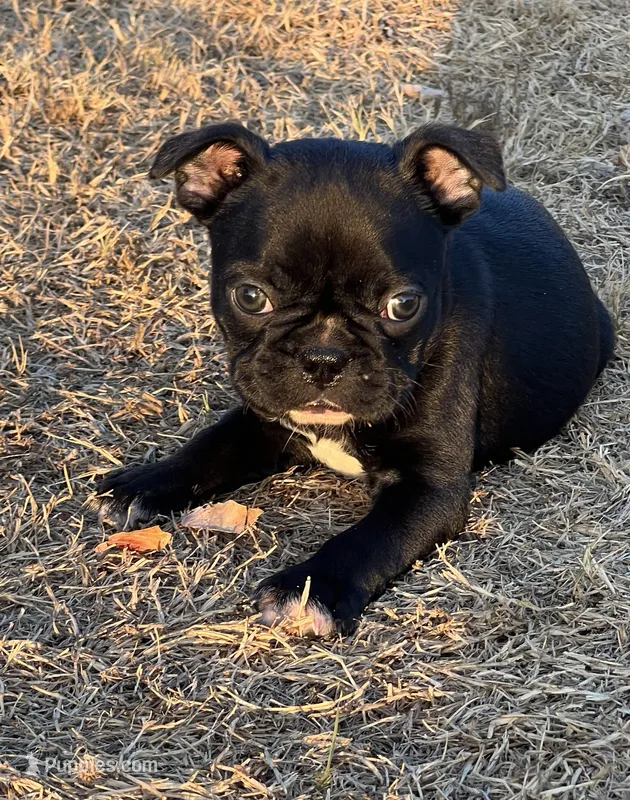 MR BLUE – Boston Terrier, French Bulldog puppy for sale in Greenville, TX