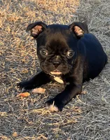 MR BLUE, a male French Bulldog and Frenchton for sale in Greenville, TX – 5 of 6