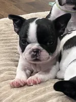 Reeses , a female Boston Terrier and French Bulldog for sale in Greenville, TX – 1 of 10