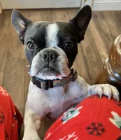 Reeses , a female Boston Terrier and French Bulldog for sale in Greenville, TX – 9 of 10