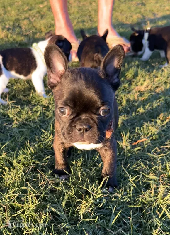 Mr Brown – Boston Terrier, French Bulldog puppy for sale in Greenville, TX