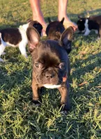 Mr Brown, a male Boston Terrier and French Bulldog for sale in Greenville, TX – 1 of 7