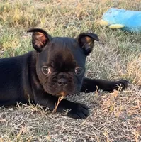 MR PURPLE, a male French Bulldog and Frenchton for sale in Greenville, TX – 6 of 7