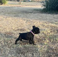 MS PINK, a female French Bulldog and Frenchton for sale in Greenville, TX – 4 of 10