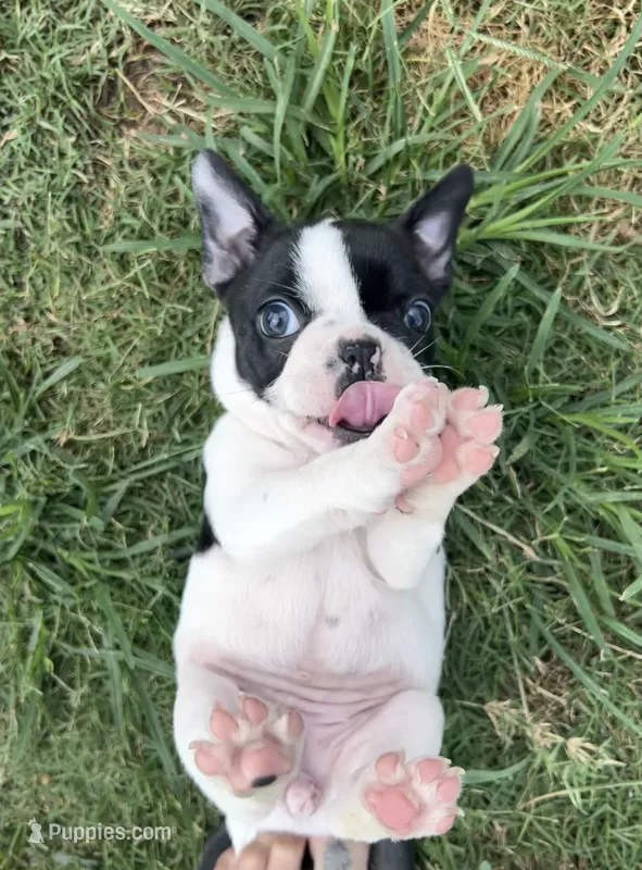 Reeces – Frenchton puppy for sale in Greenville, TX