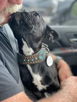 MS RED, a female Boston Terrier and Frenchton for sale in Greenville, TX – 9 of 10
