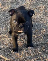 MR BLUE, a male French Bulldog and Frenchton for sale in Greenville, TX – 2 of 6