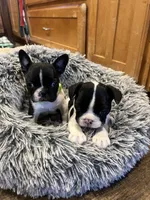 Skittles, a female Boston Terrier and French Bulldog for sale in Greenville, TX – 4 of 10