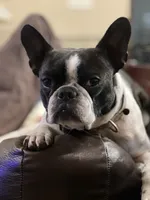 Skittles, a female Boston Terrier and French Bulldog for sale in Greenville, TX – 9 of 10